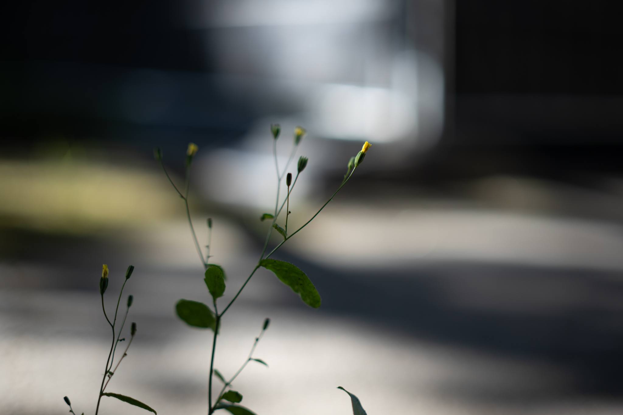 Lomo Volna 50mm f1.8 lens review