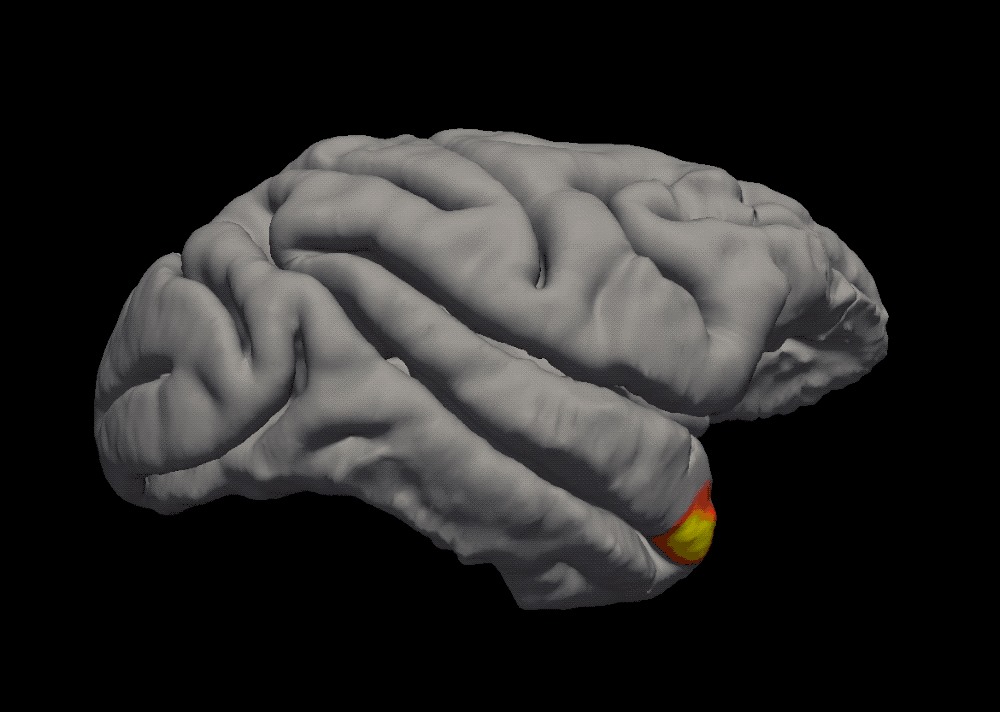 Science Mission - A fast link between face perception and... | Facebook