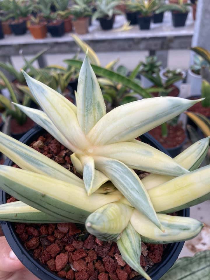 Sansevieria scimitariformis r944