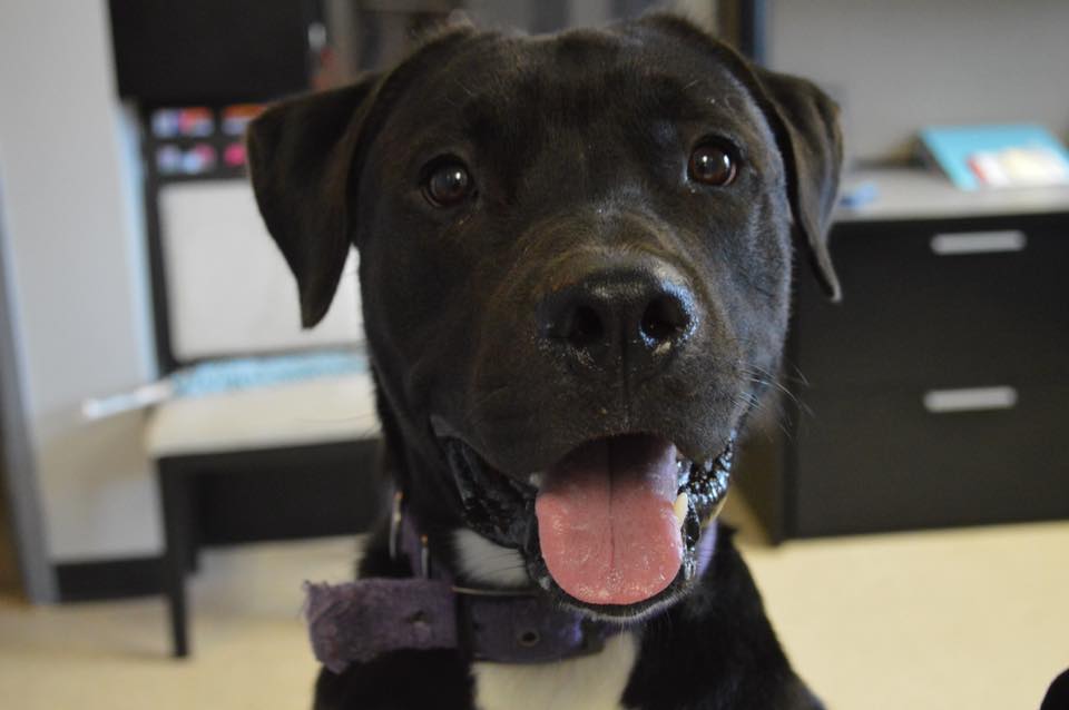Olathe Police Department - Scott has been adopted! Scott is a 1 year ...
