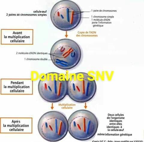 La Mitose: La Prophase:Les chromatides se condensent en formant des ...
