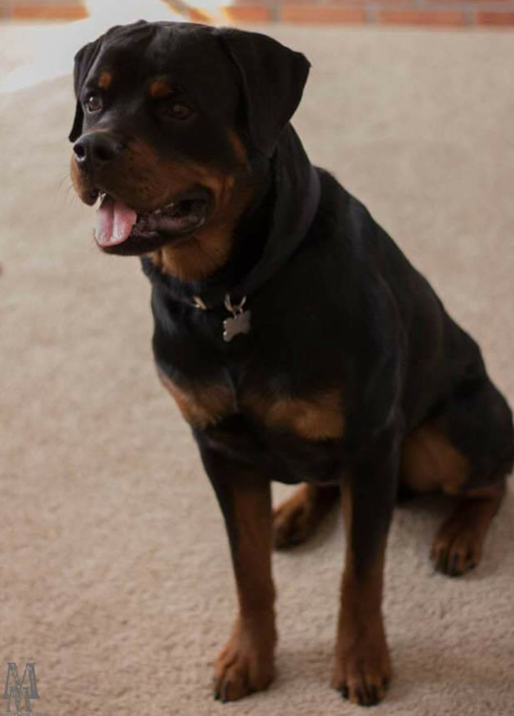 SouthernTier Rottweilers | Rome GA