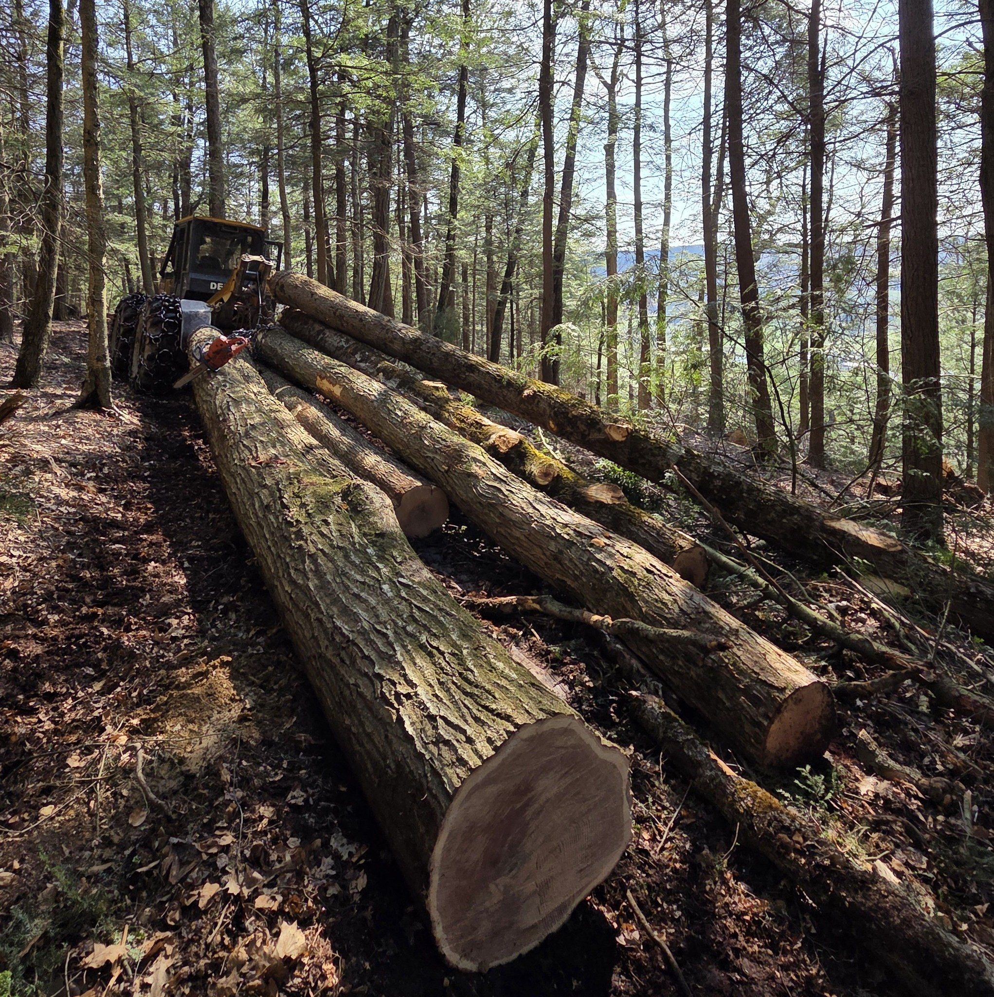 Bush logging & Forestry LLC | Homer NY