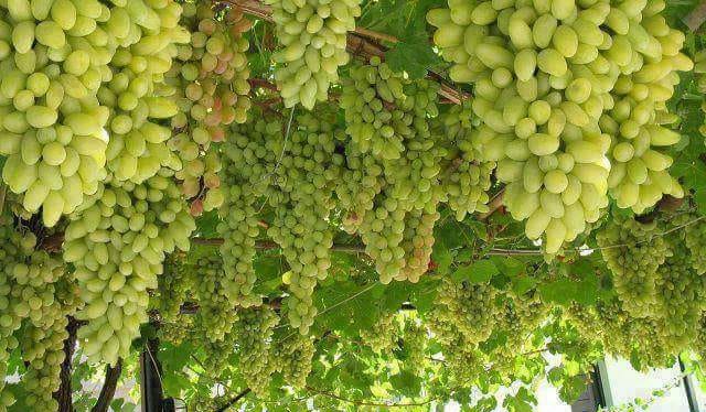Pushto vine