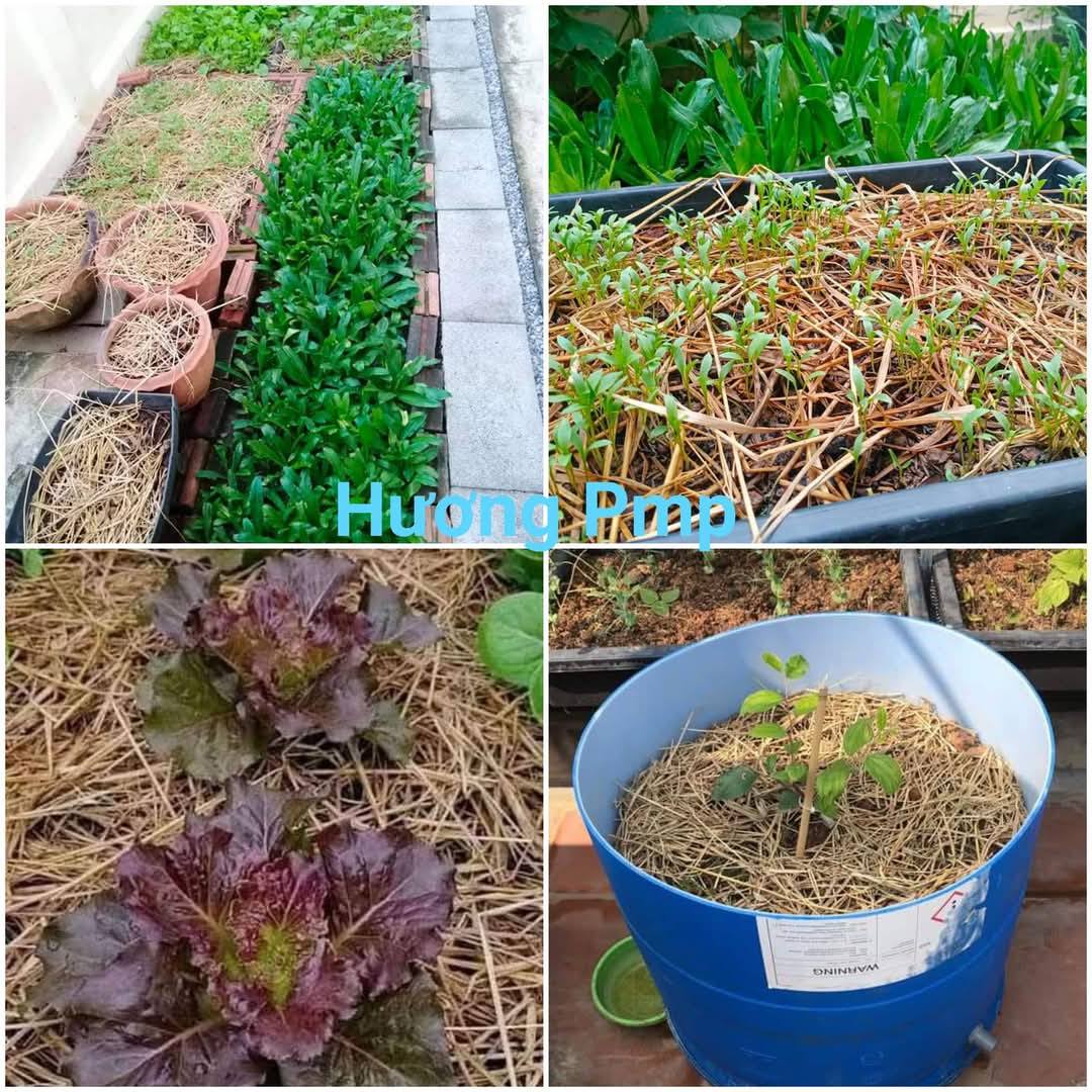 Hương Con - Dùng rơm rạ, ngâm ủ dc với men vi sinh như Epic trc thì tốt ...