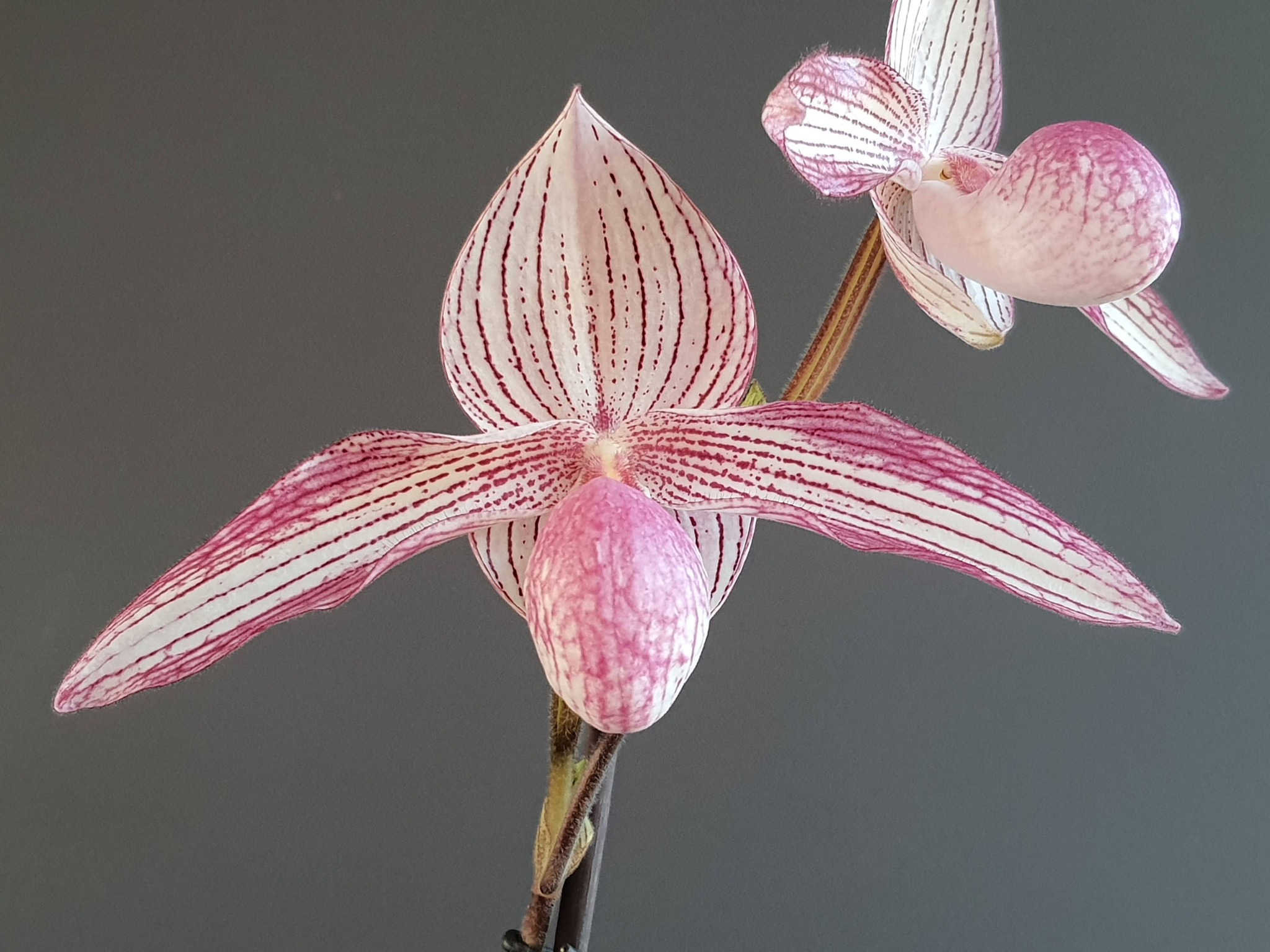 Paphiopedilum Delrosi, it prepares other stems😀