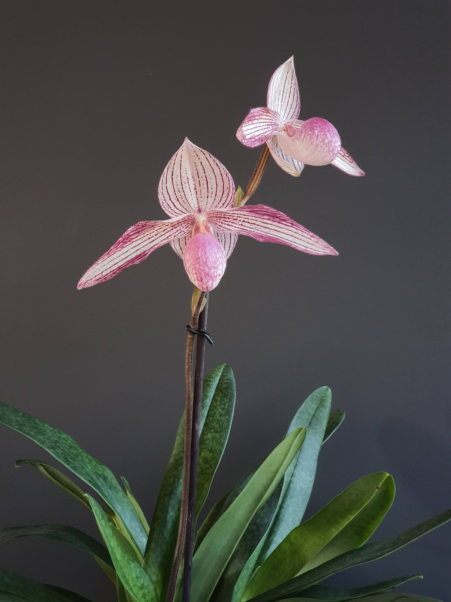 Paphiopedilum Delrosi, it prepares other stems😀