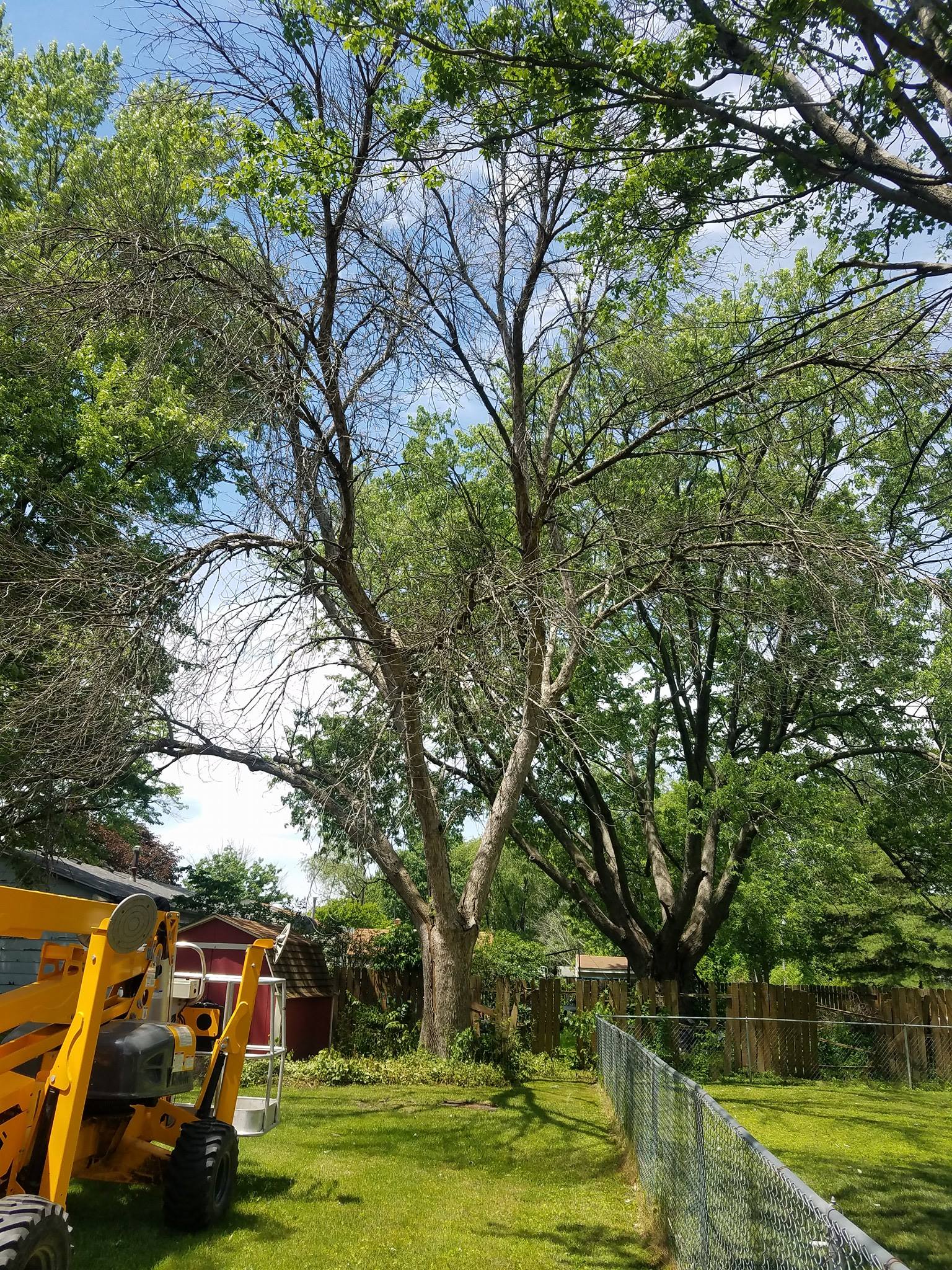 Out On A Limb Tree Service