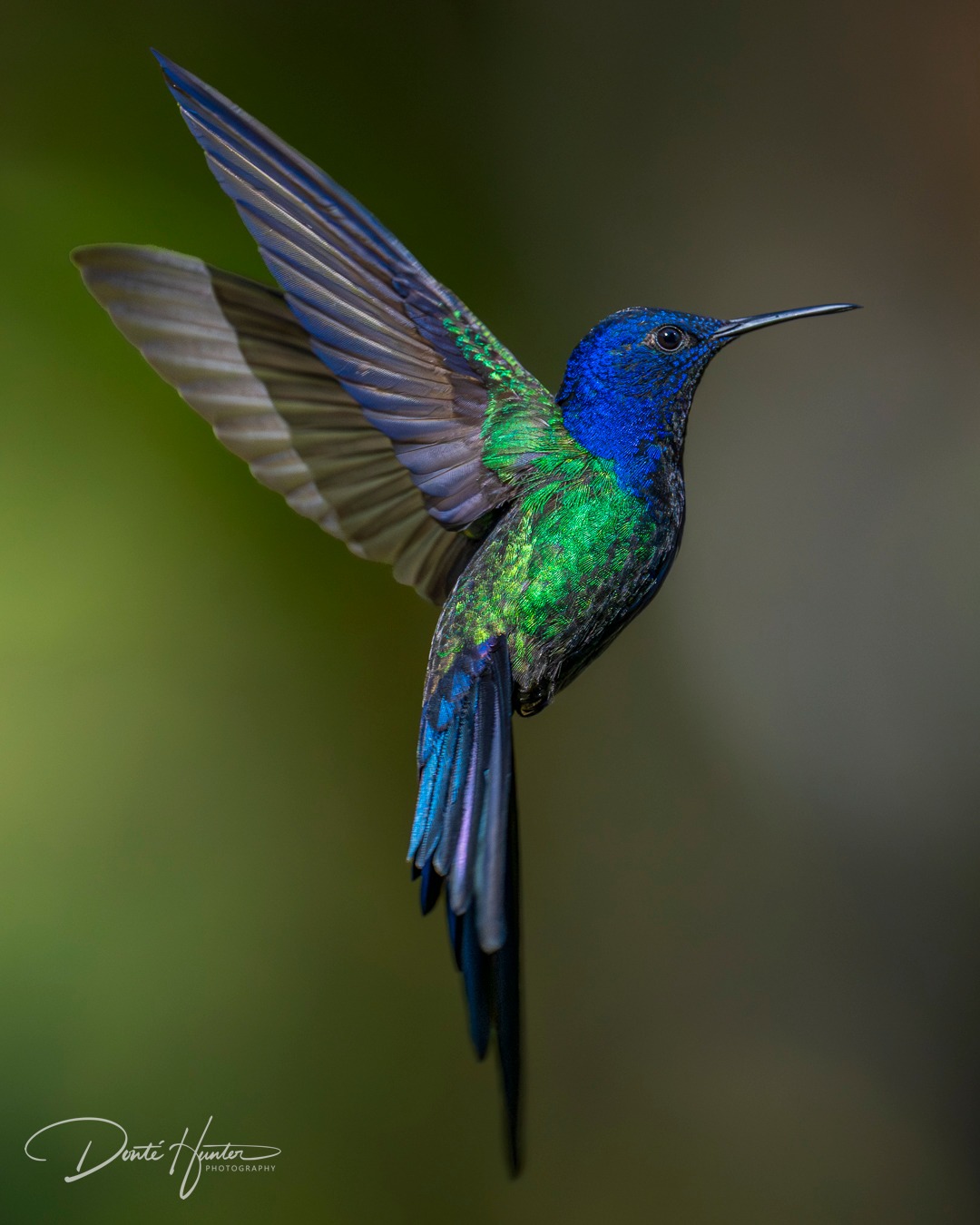 Diverse hummingbirds in Brazil's Atlantic Forest