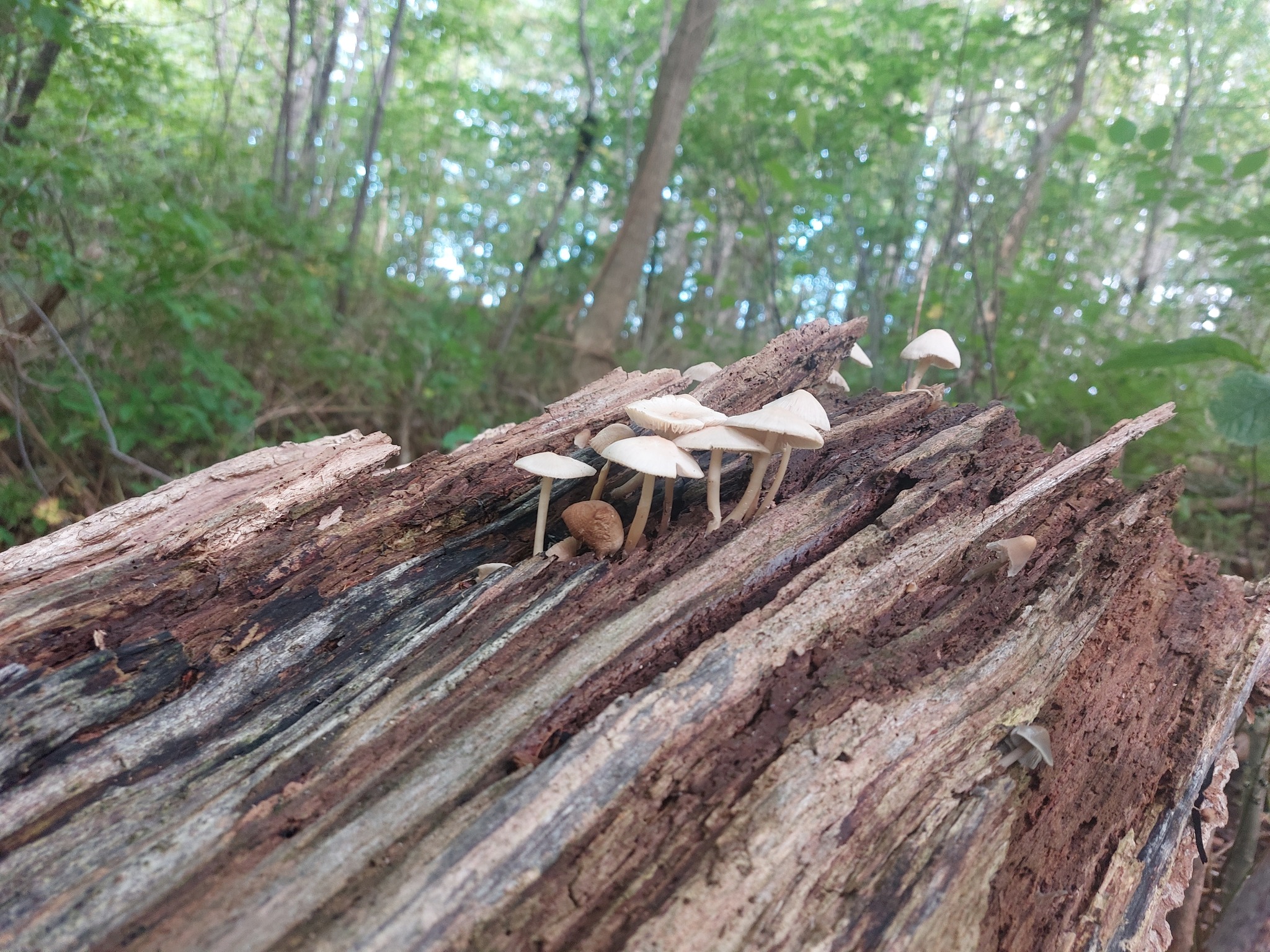 My first ever Hydnellum peckii (bleeding tooth fungus) sighting! | Facebook