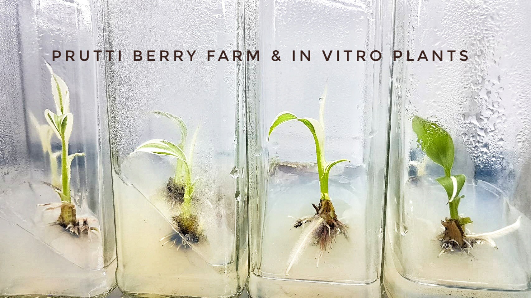 Prutti Berry Farm & In Vitro Plants | Bangkok