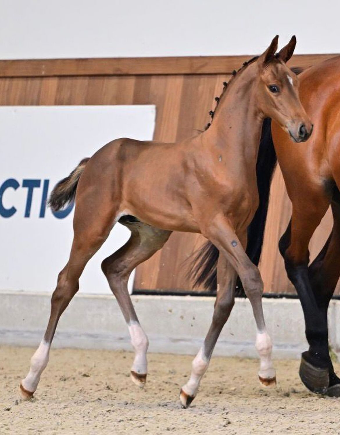 ビーバウンシー Introducing Don Corleone, new addition to G&G Sporthorses