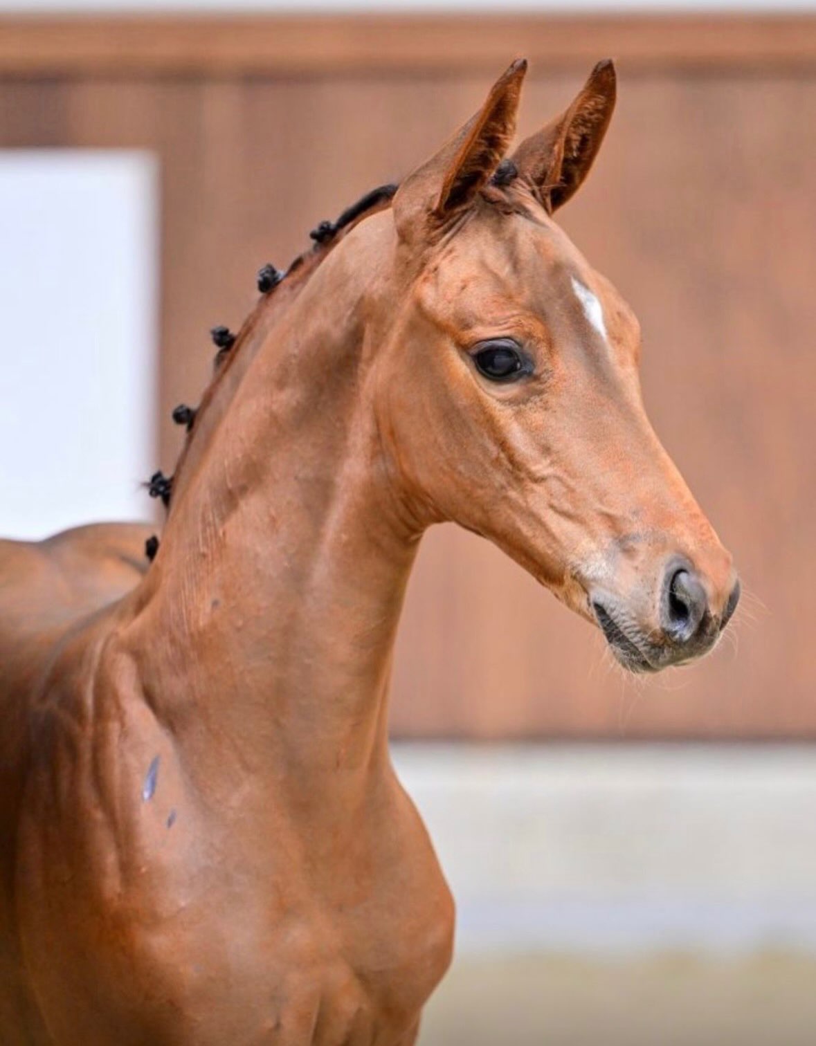 ビーバウンシー Introducing Don Corleone, new addition to G&G Sporthorses