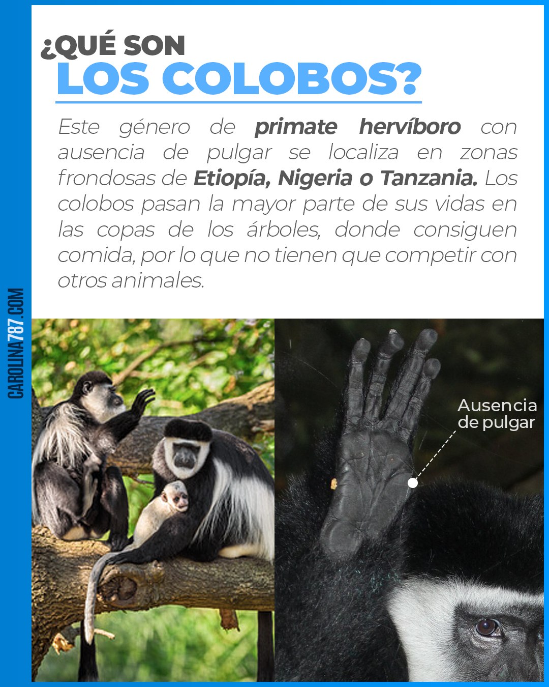 Carolina 787 - El colobo es un primate herbívoro que pasa...