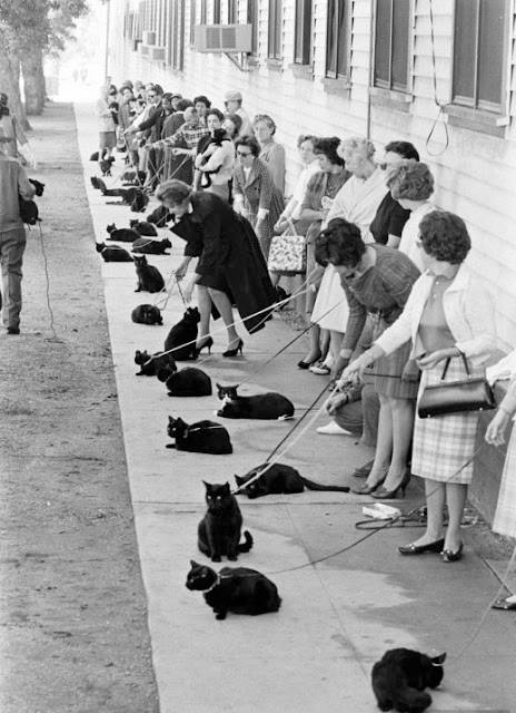 In honor of National Cat Day BLACK CAT AUDITIONS IN HOLLYWOOD, 1961