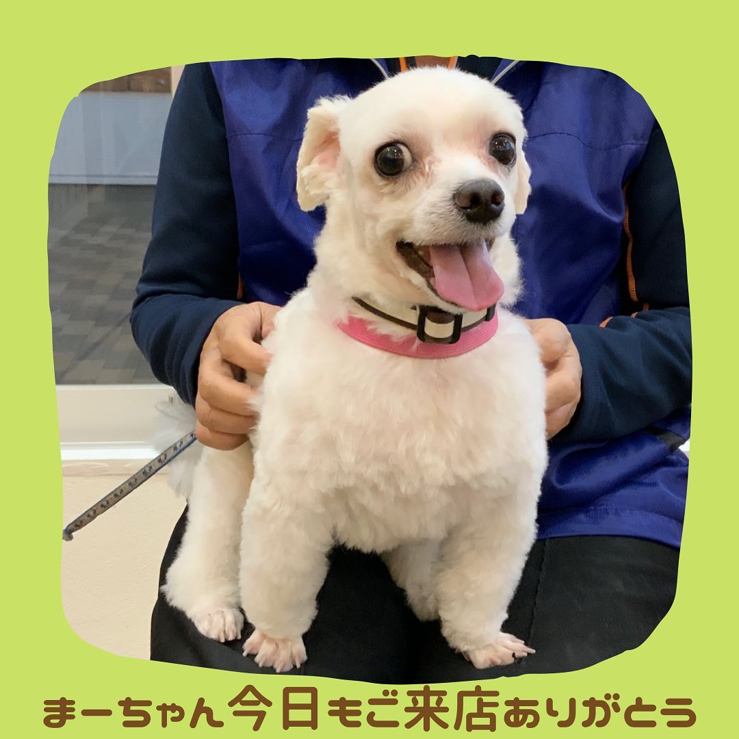 Naturally Naturallyにようこそ 御来店ありがとうございました なちゅわん甲府 Naturally 犬 セレクトショップ ウェルネスゾーン 甲府 犬服 おしゃれわんこ Facebook
