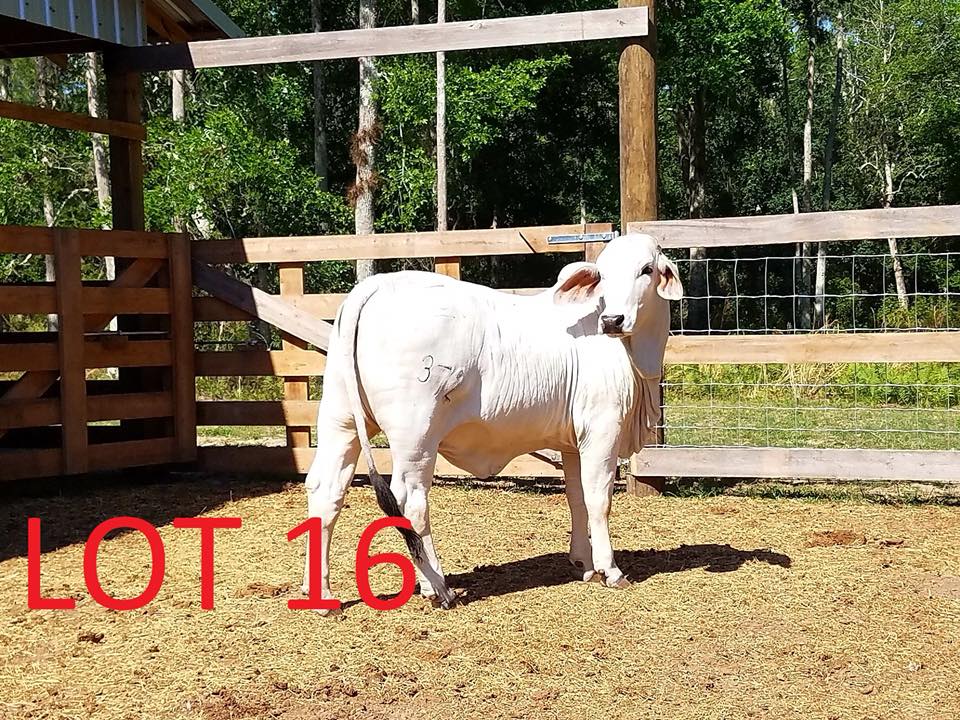 Our offering this year at the Florida... - Doc Partin Ranch