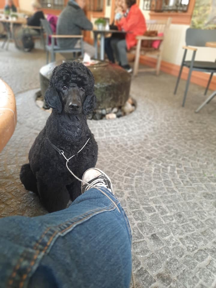 Working Poodle