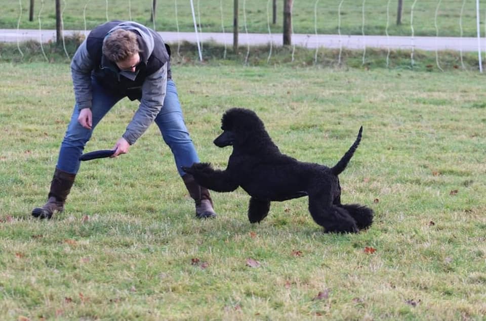 Working Poodle
