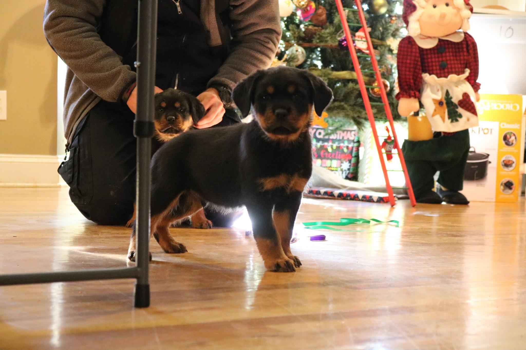 SouthernTier Rottweilers | Rome GA