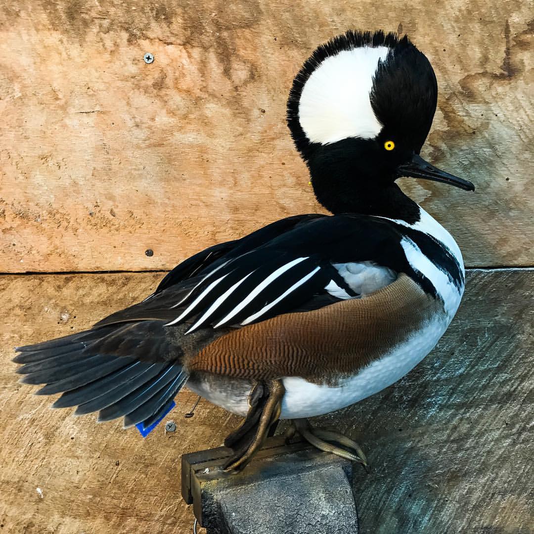 Final Flight Waterfowl Taxidermy