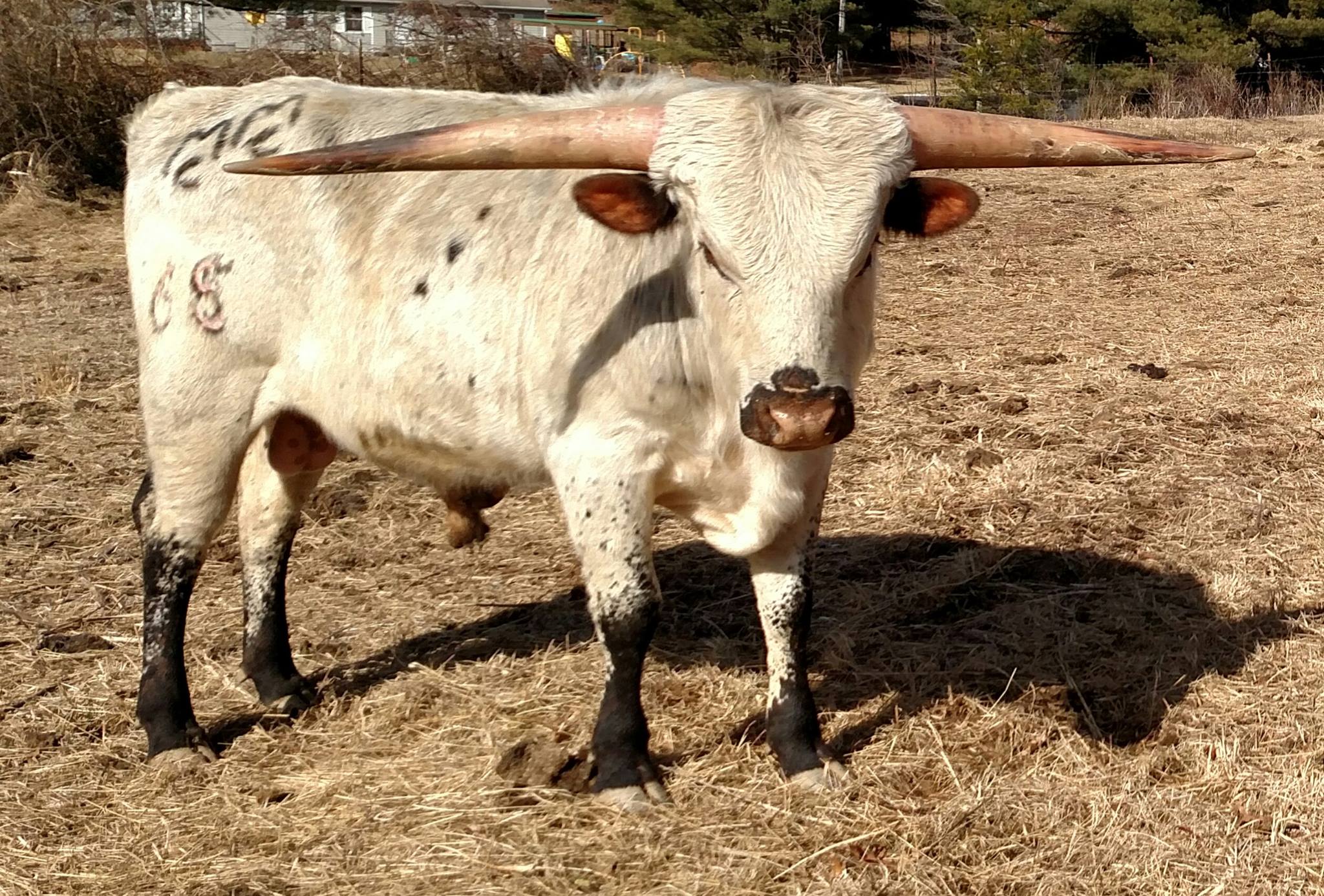 M&M Cattle Company - Introducing He's Real Deal DOB 4-15-16 He's Pretty ...