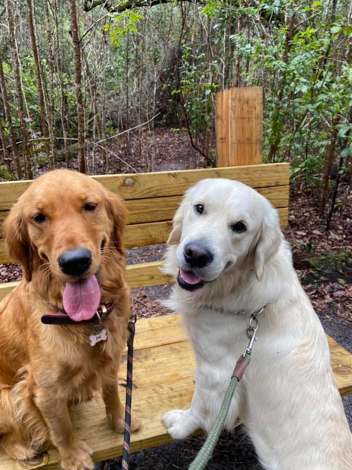 Double GG Ranch Golden Retrievers | Keystone Heights FL