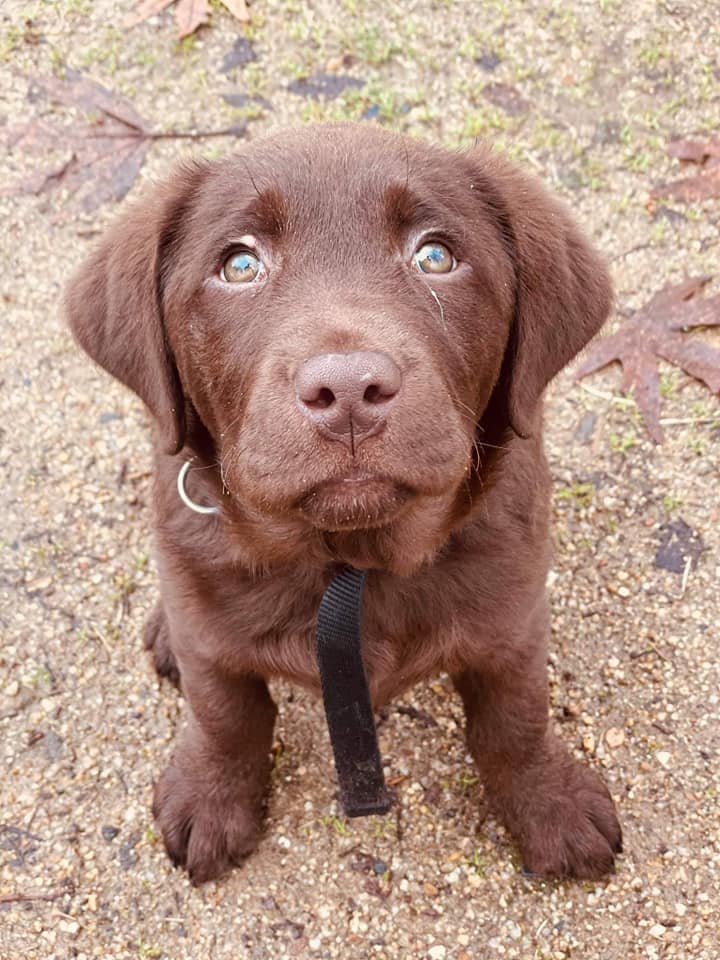Pudding: Assistance Dog in Training