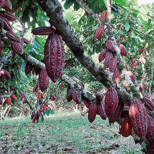 Vivero Cacao Ramilla