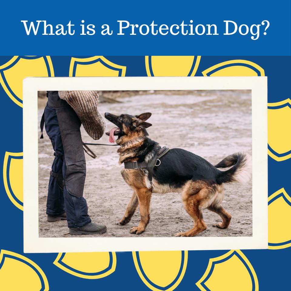 What is a Protection Dog? A... - Dog Training Elite Denver