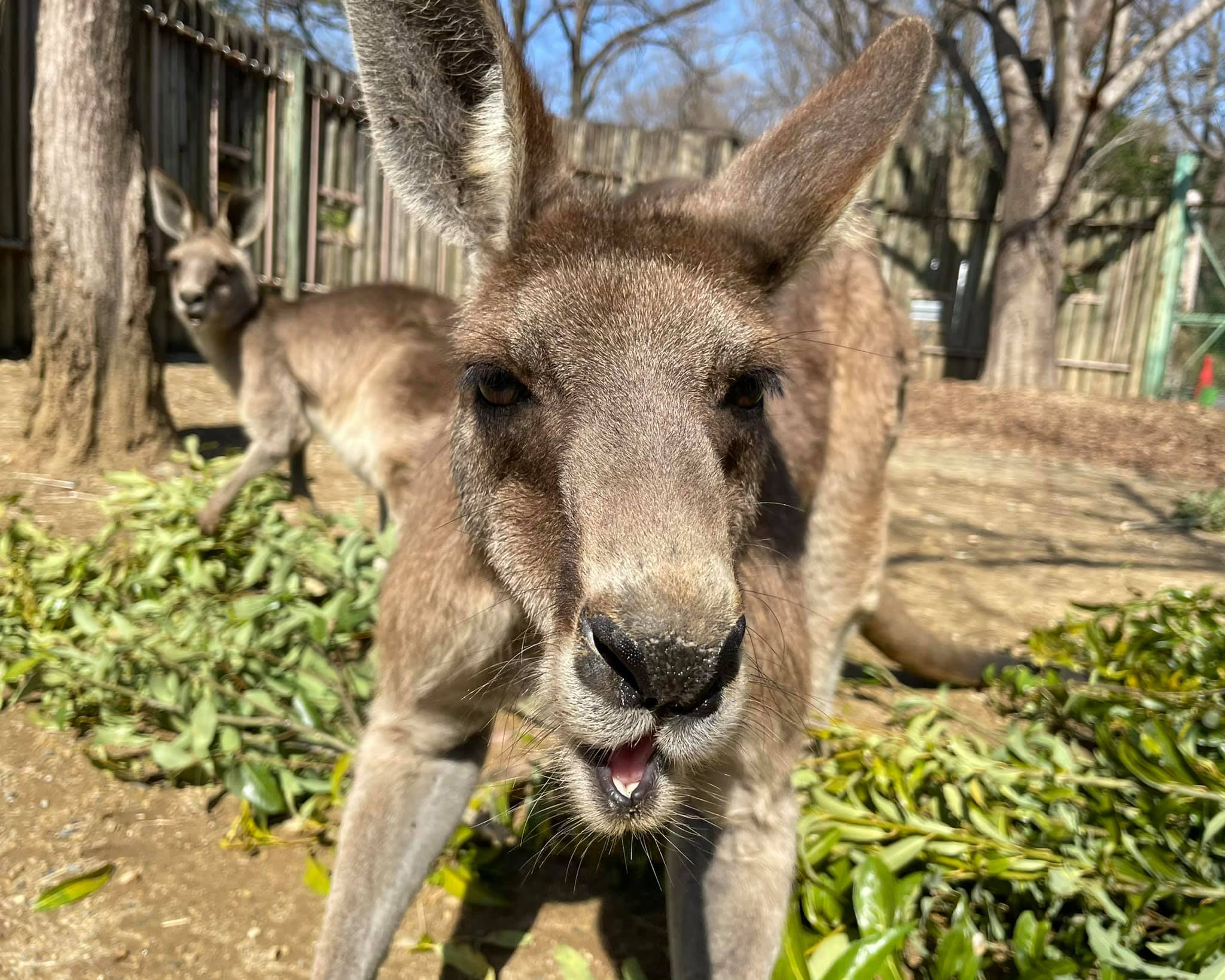 埼玉県こども動物自然公園 正面顔はほっそり見えますが 体はがっしり オオカンガルー オス 筋肉隆々 Facebook