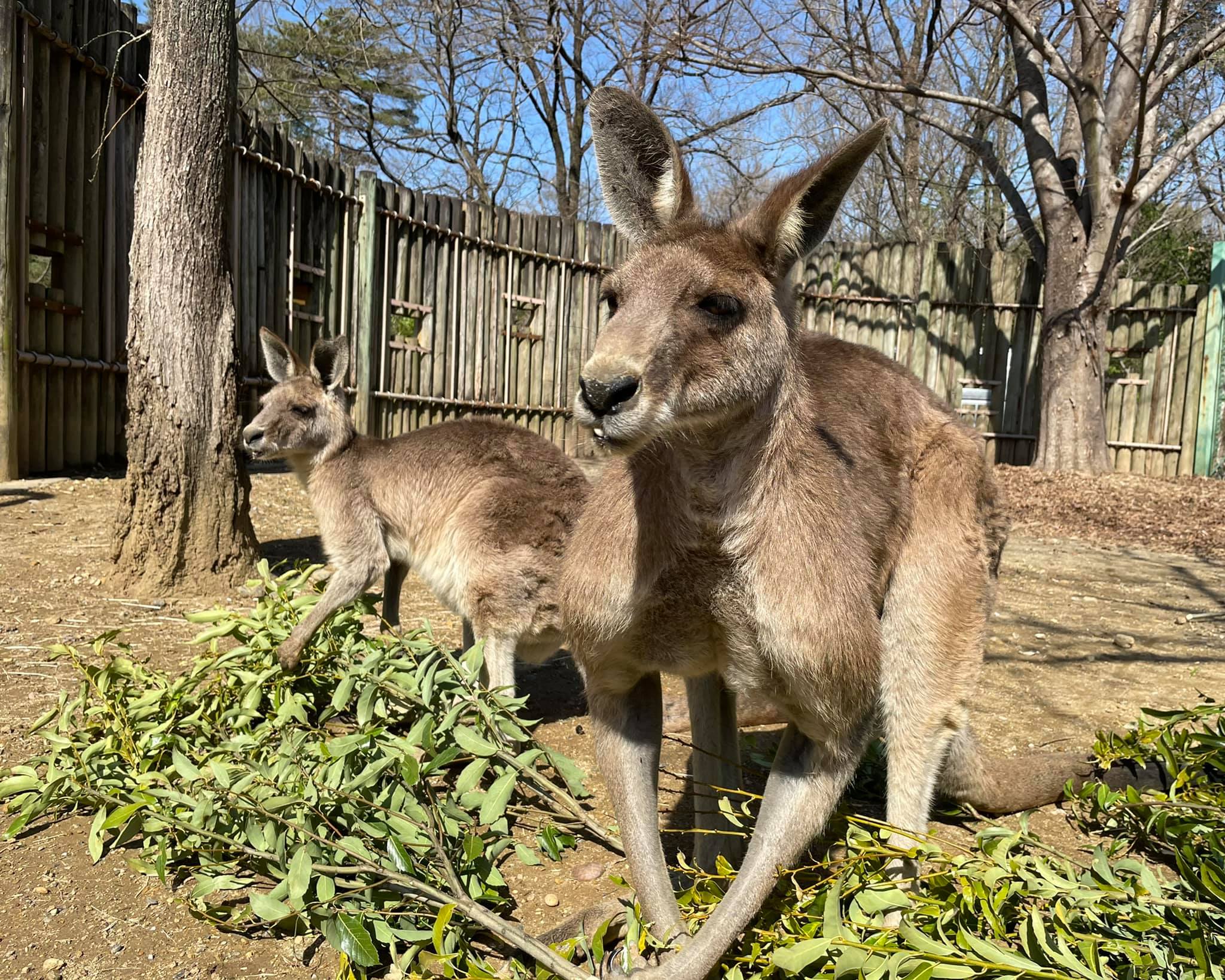 埼玉県こども動物自然公園 正面顔はほっそり見えますが 体はがっしり オオカンガルー オス 筋肉隆々 Facebook