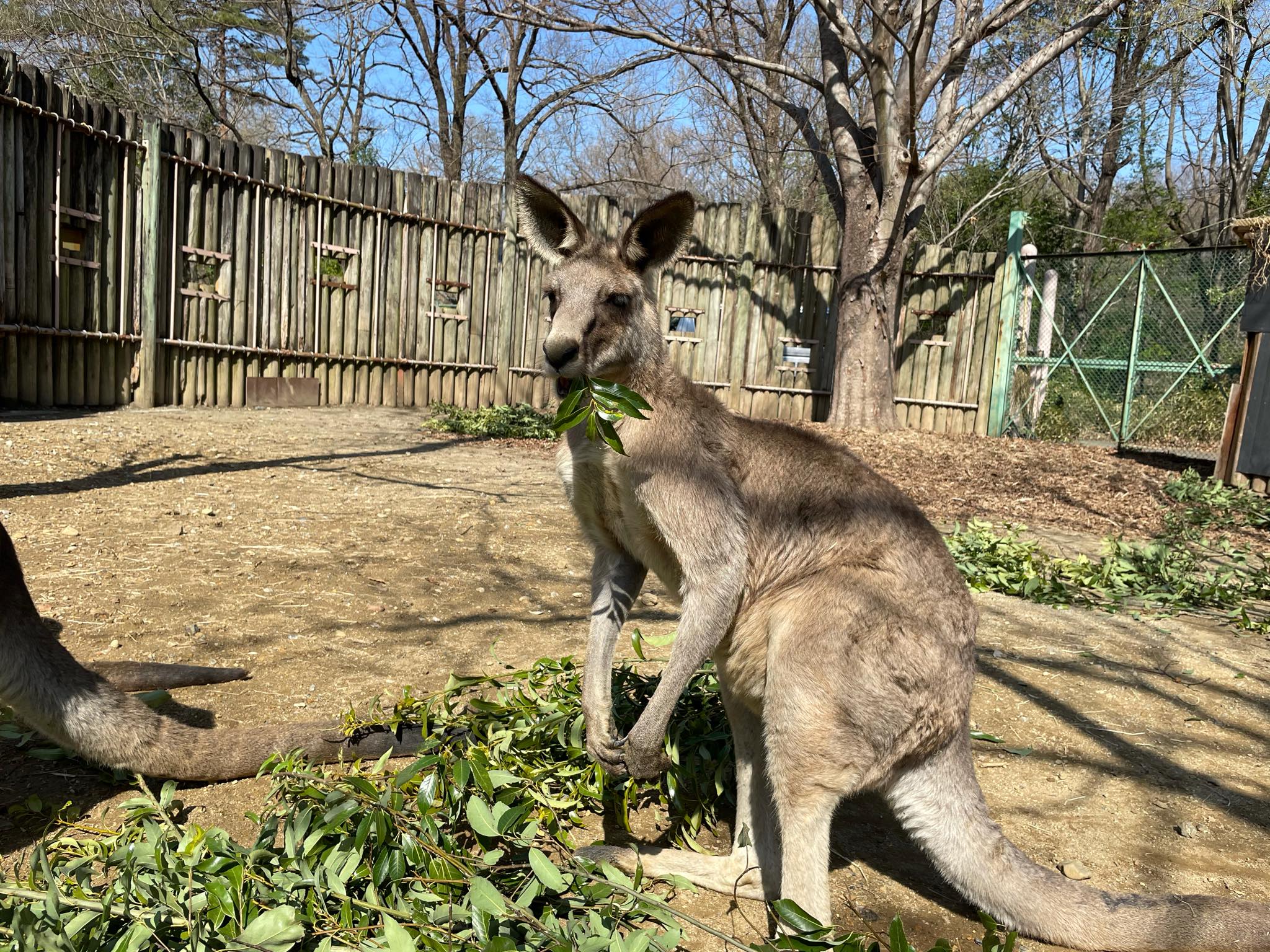 埼玉県こども動物自然公園 正面顔はほっそり見えますが 体はがっしり オオカンガルー オス 筋肉隆々 Facebook