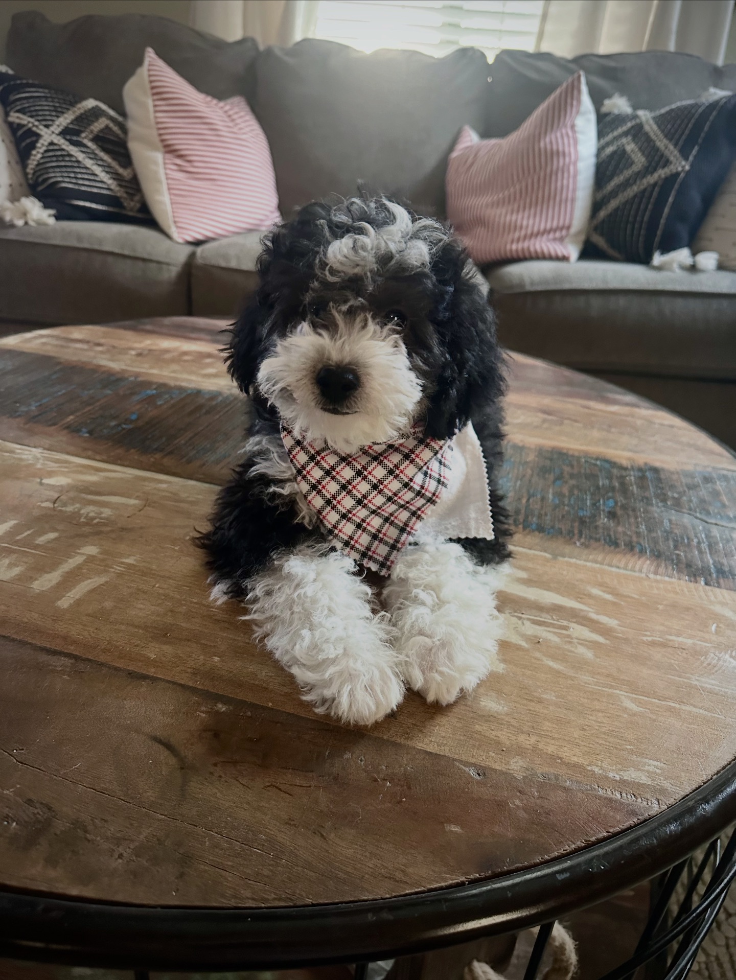 Phoenix Sheepadoodle puppies | Queen Creek AZ