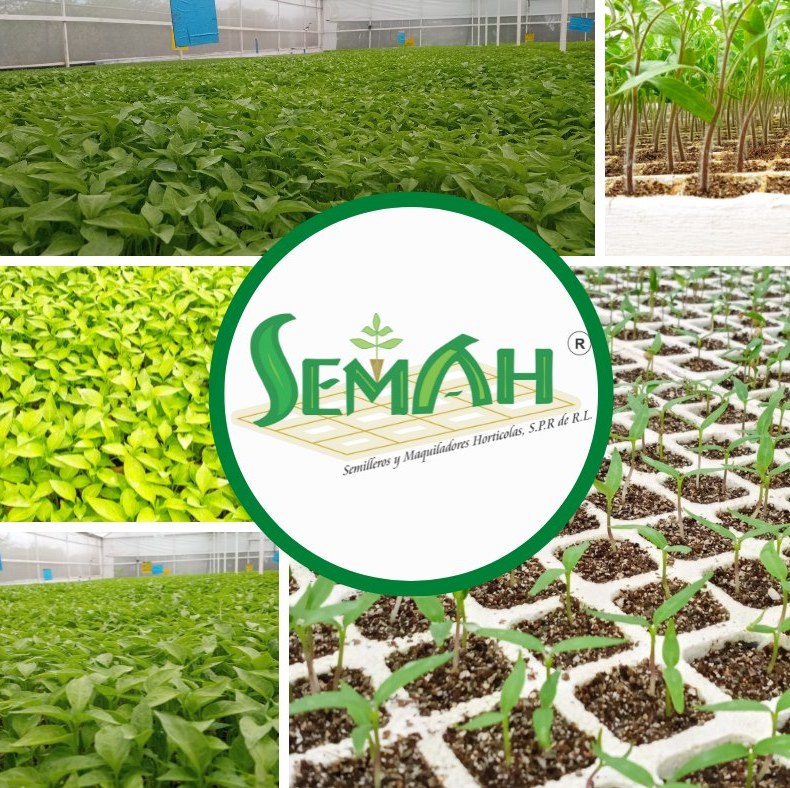 SEMAH - 🌱🍅Somos productores y maquiladores de #plantulas e... | Facebook