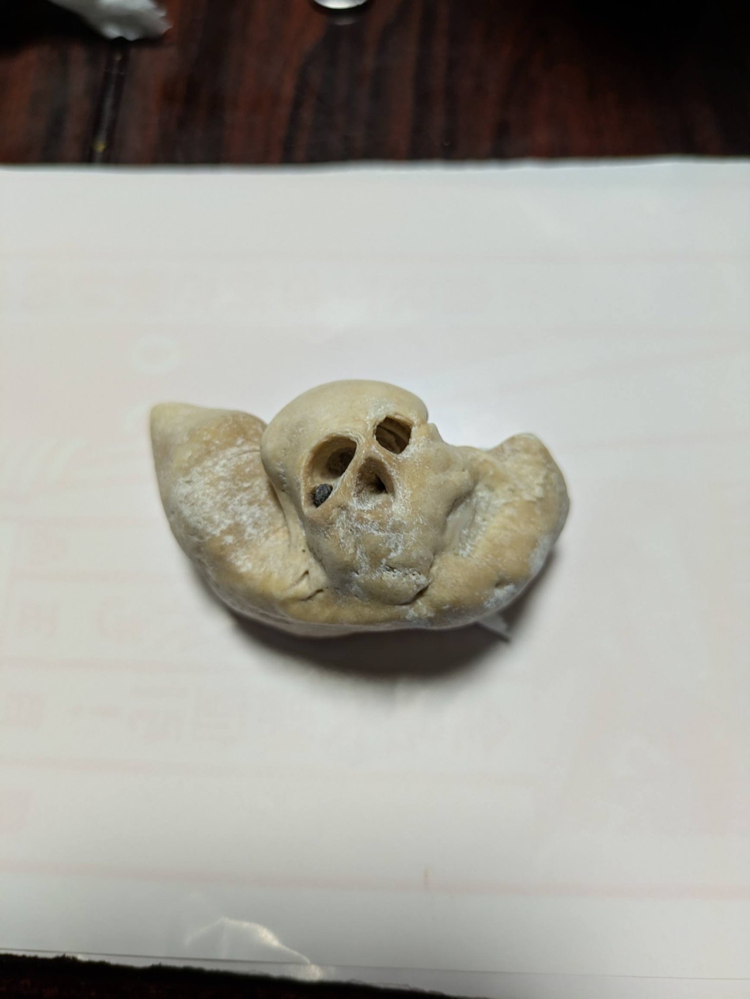 激レア 布袋石 発見✨