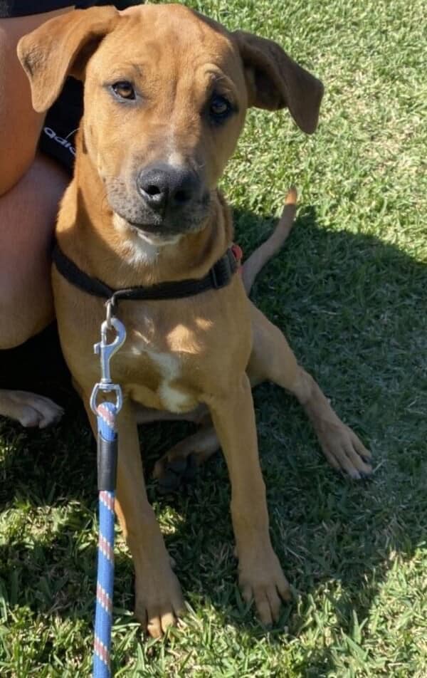 Basenji Rhodesian Ridgeback Mix