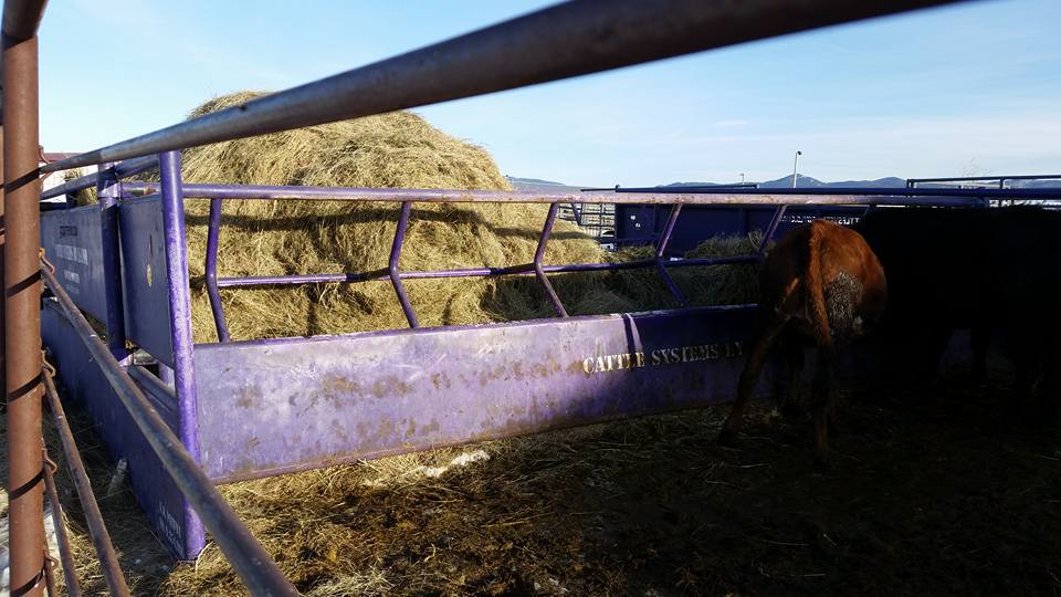 Black Hills State... - Black Hills State University Rodeo