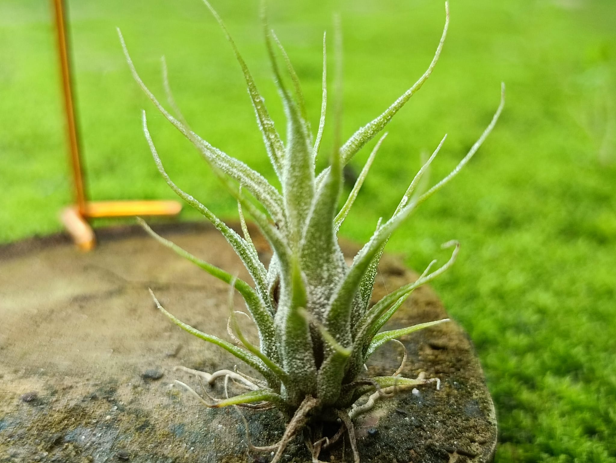 Tillandsia ionantha 'Ron' × streptophylla Red (Belize Form 8262