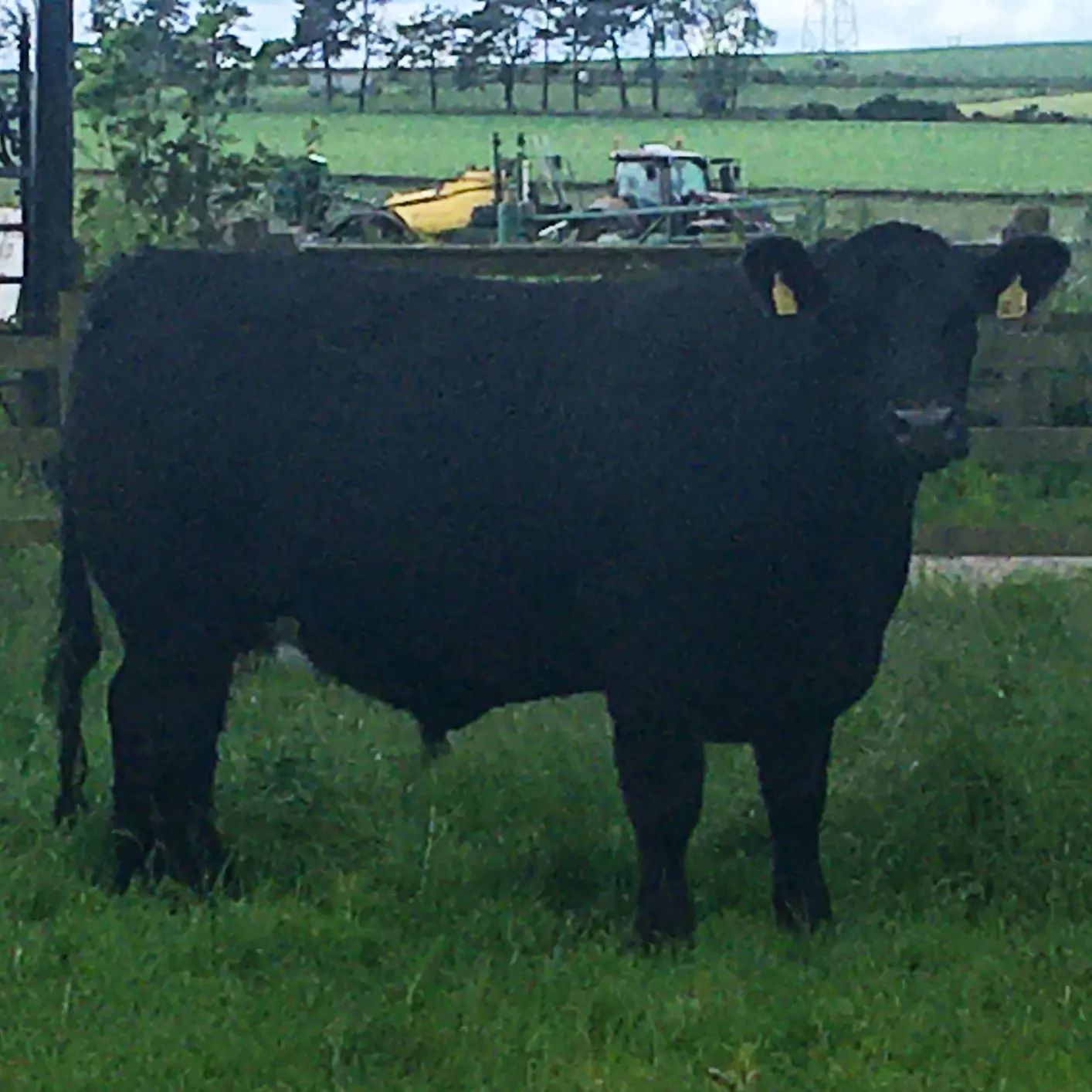 AndrewDuff1988 - Our next Native Angus! ~ Introducing... | Facebook