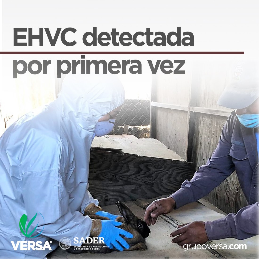 Grupo Versa - La Enfermedad Hemorrágica Viral del Conejo... | Facebook