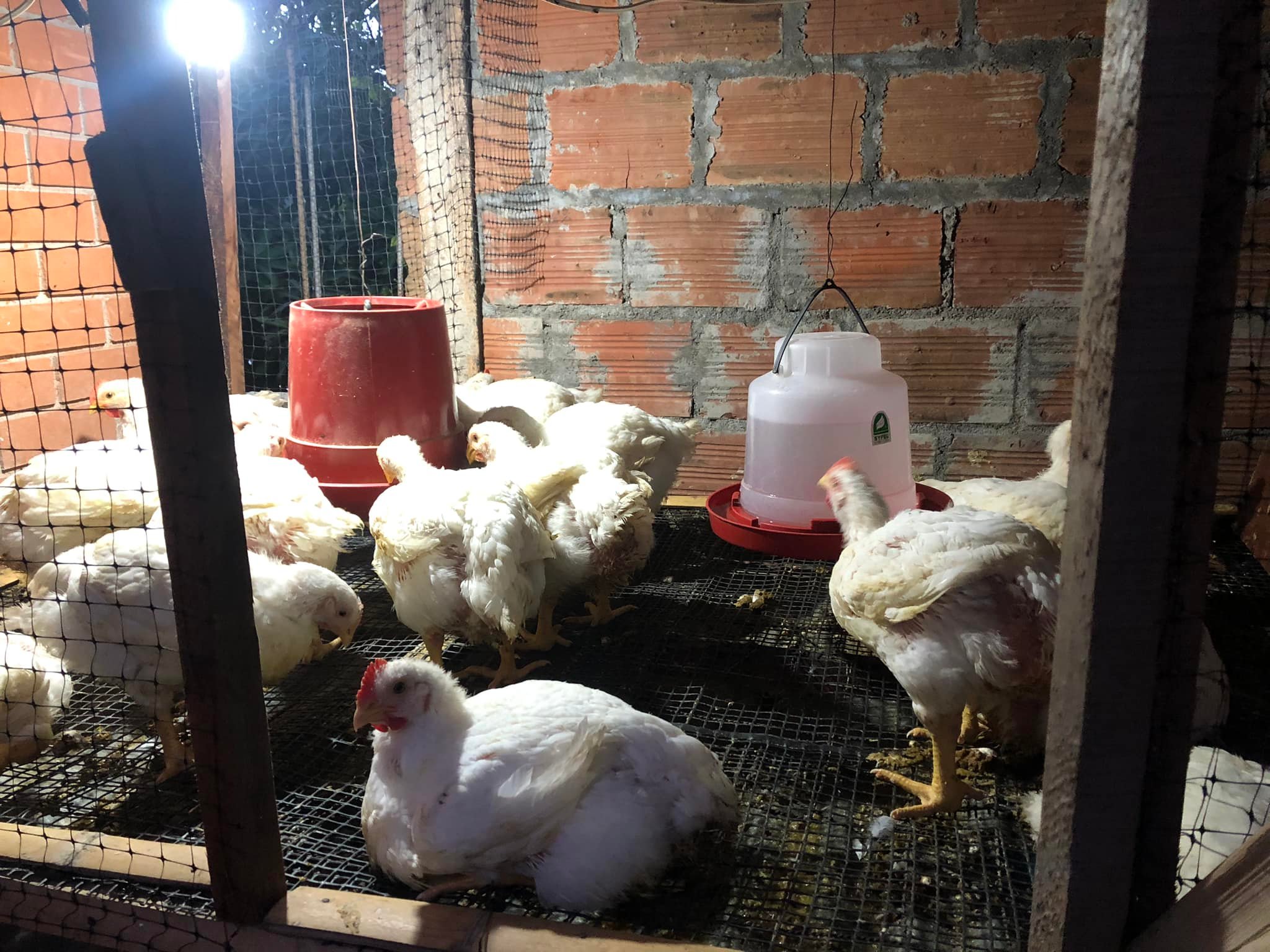 CRIANDO POLLOS DE ENGORDE | Colegas, así va mi camada de pollos con 37 ...
