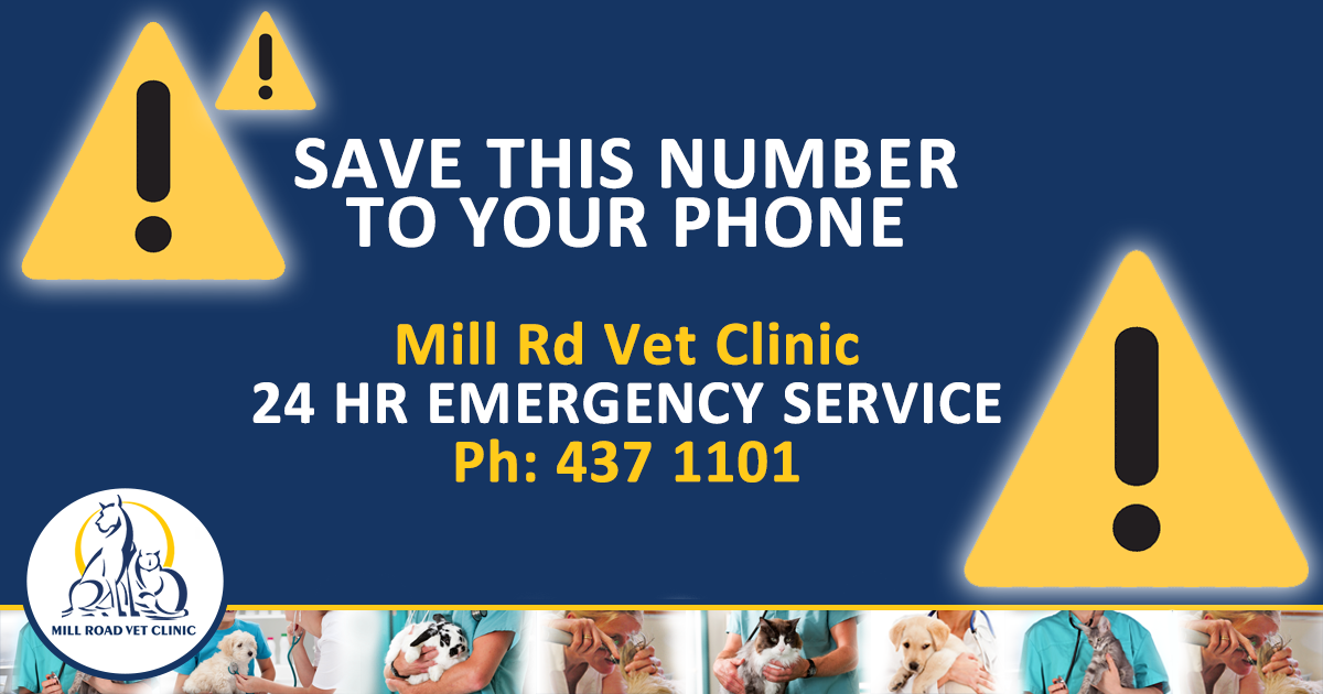 Curated visual reference: Mill Road Vet Hospital You Can Rely On Us In Photo Inspiration