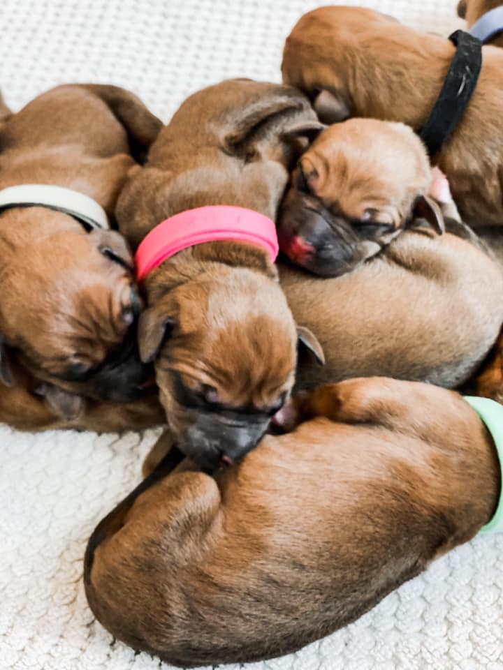 Central Texas Rhodesian Ridgeback Puppies | Dripping Springs TX