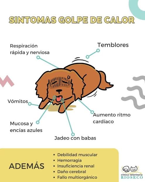 Cómo Se Calma El Jadeo De Un Perro