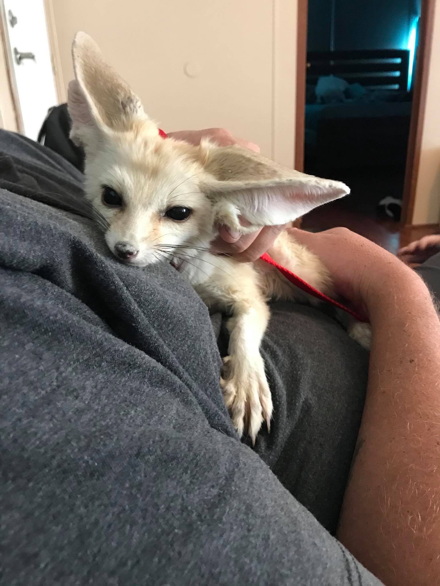 Sold 6 Week Old Fennec Fox Male He Is Turnaround Exotics