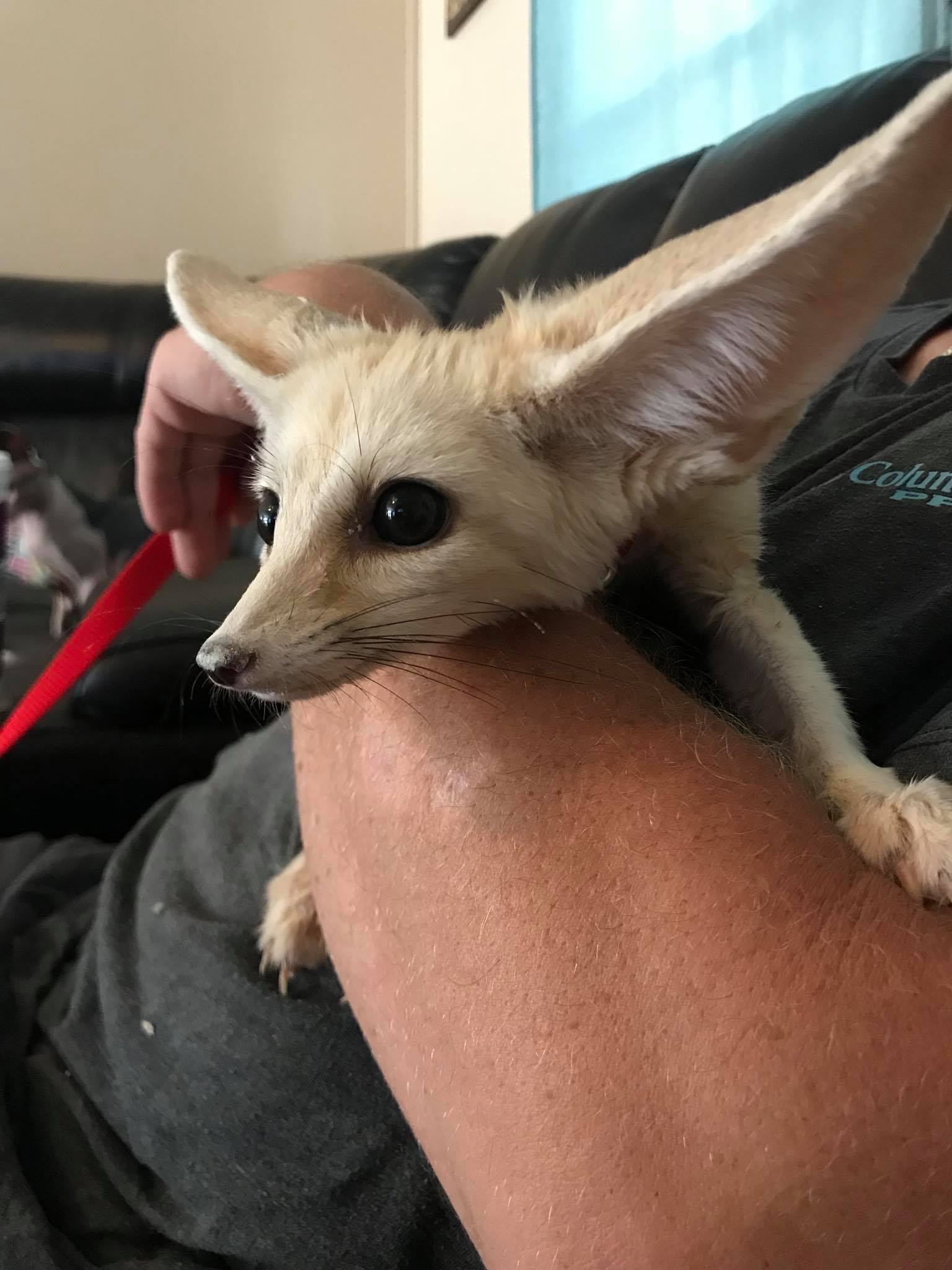Sold 6 Week Old Fennec Fox Male He Is Turnaround Exotics