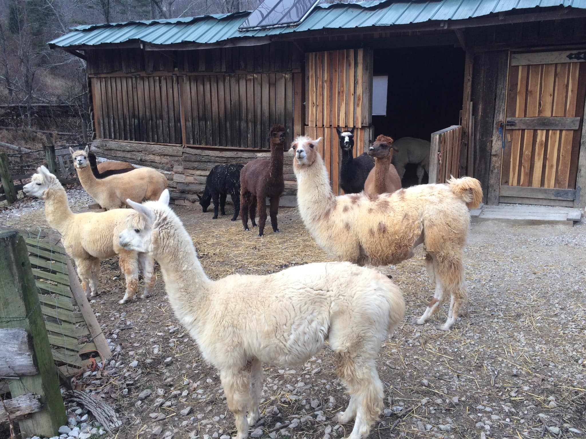 Silver Run Ranch Alpacas added... - Silver Run Ranch Alpacas