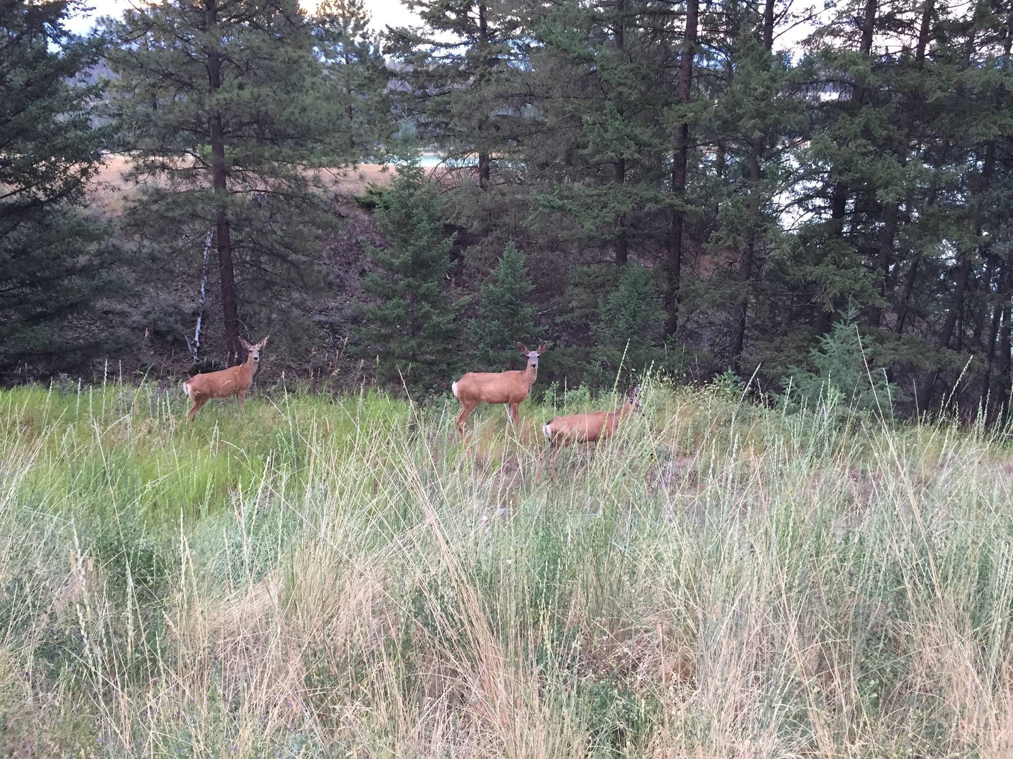 Koocanusa Ranch | Wardner BC