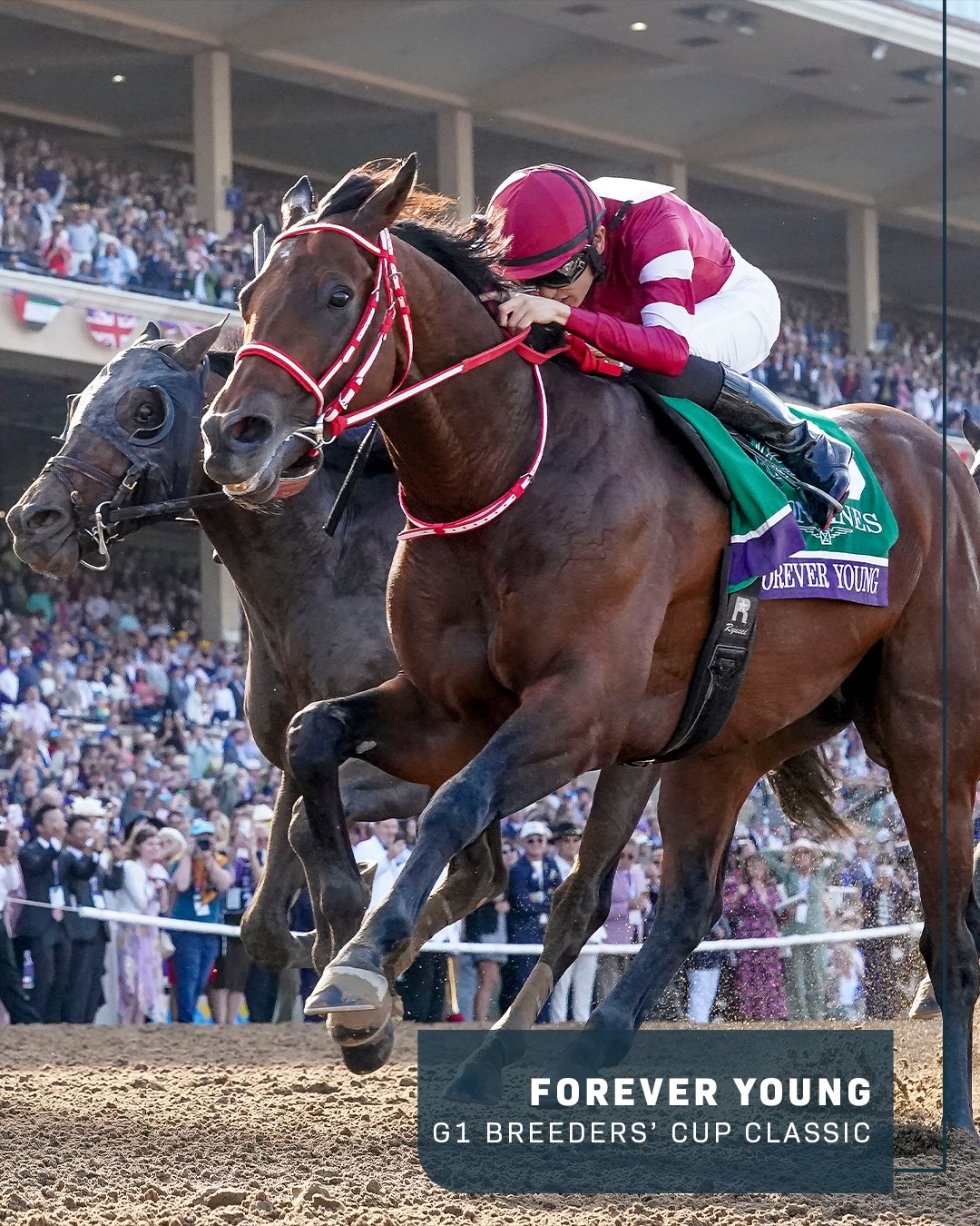 World Horse Racing added a new photo. - World Horse Racing
